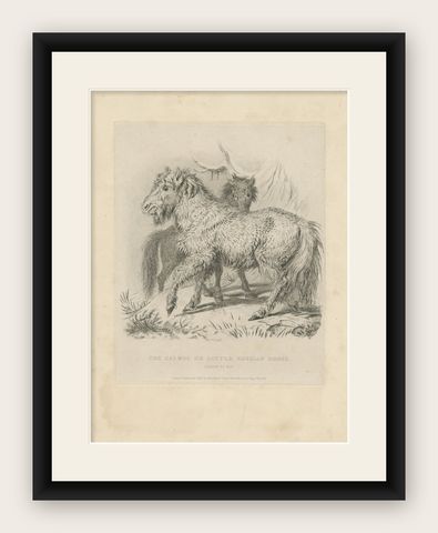 Antique Animal Print of a Calmuc or Little Russian Horse, shown framed
