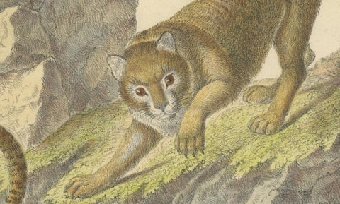 Antique Leopard & Panther Lithograph by Karl Joseph Brodtmann, 1816, close-up 5