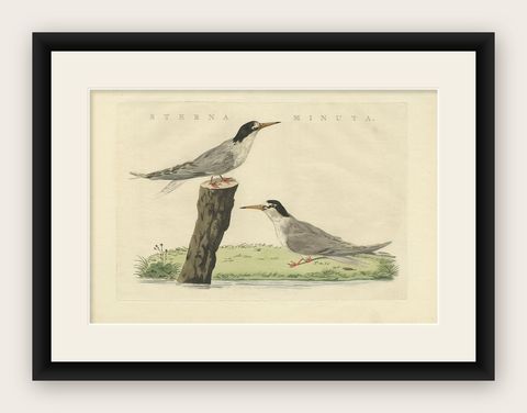 Antique Hand-Coloured Bird Print of the Little Tern by Sepp & Nozeman, 1829, shown framed
