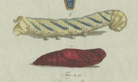 Unique Entomology Study - Hand-Colored Butterfly Prints Published in ca.1780, close-up 6