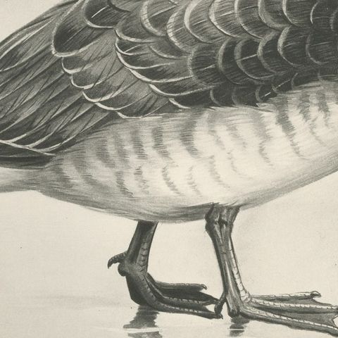 Barnacle Goose, Antique Bird Print after Lilian Medland, circa 1909, close-up 3
