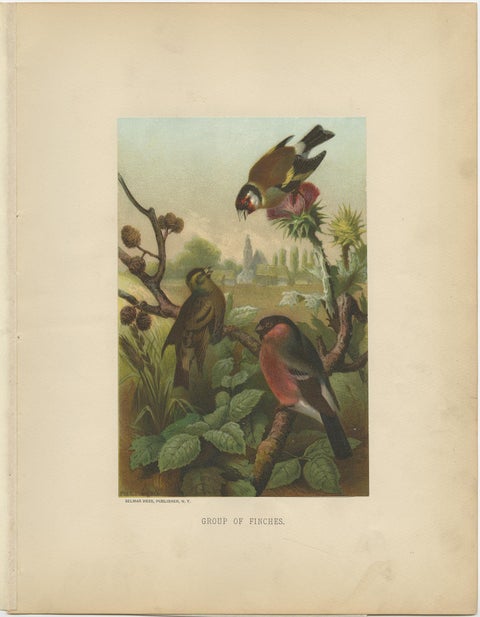 Antique Bird Print of Finches by Prang, 1898, view 3
