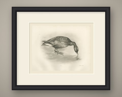 Pink-footed Goose Feeding at the Water's Edge after Lilian Medland, c. 1909, shown framed