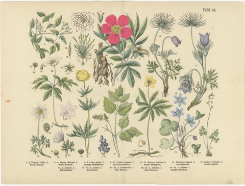 Antique Botanical Prints Set, German Wildflower Atlas Plates, Stuttgart 1885, view 5