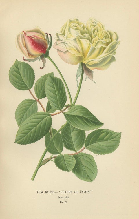 Historic Roses: A Victorian Botanical Showcase, 1896, close-up 1