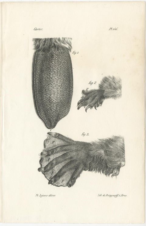 19th Century Animal Anatomy Prints by Lejeune, circa 1840, view 2