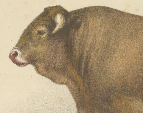 Garonnais Bull, French Cattle Breed, Antique Chromolithograph by Borie, 1863, close-up 1