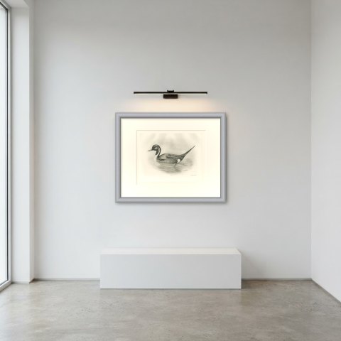 Pintail Drake Swimming, Plate CLXXIV after Lilian Medland, c. 1909, shown framed in a room
