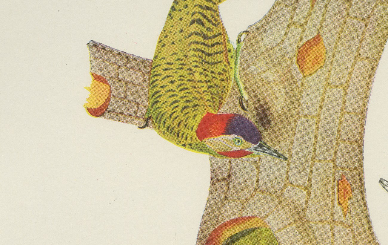 Woodpeckers at a Tree Stump, Brazilian Bird Print, Descourtilz, 1944, view 3