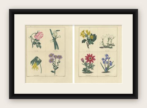 Pair of Hand-Colored Botanical Engravings of Roses & Spring Flowers, London 1828, shown framed