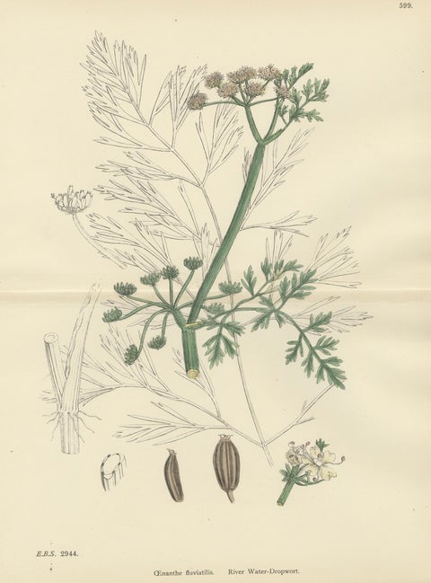 Antique British Botanical Print of River Water-Dropwort, Hand-Colored, c.1902, close-up 6