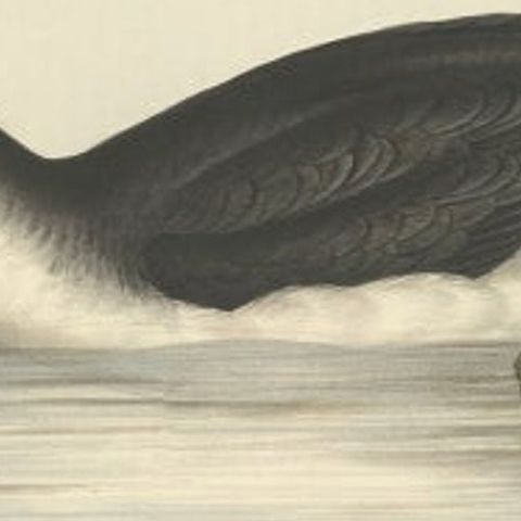 Manks Shearwater, Antique Bird Print by John Gould, c.1832, close-up 1