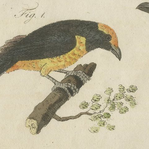 Tanagers and Java Sparrow Songbirds, Antique Bertuch Print, circa 1805, close-up 4