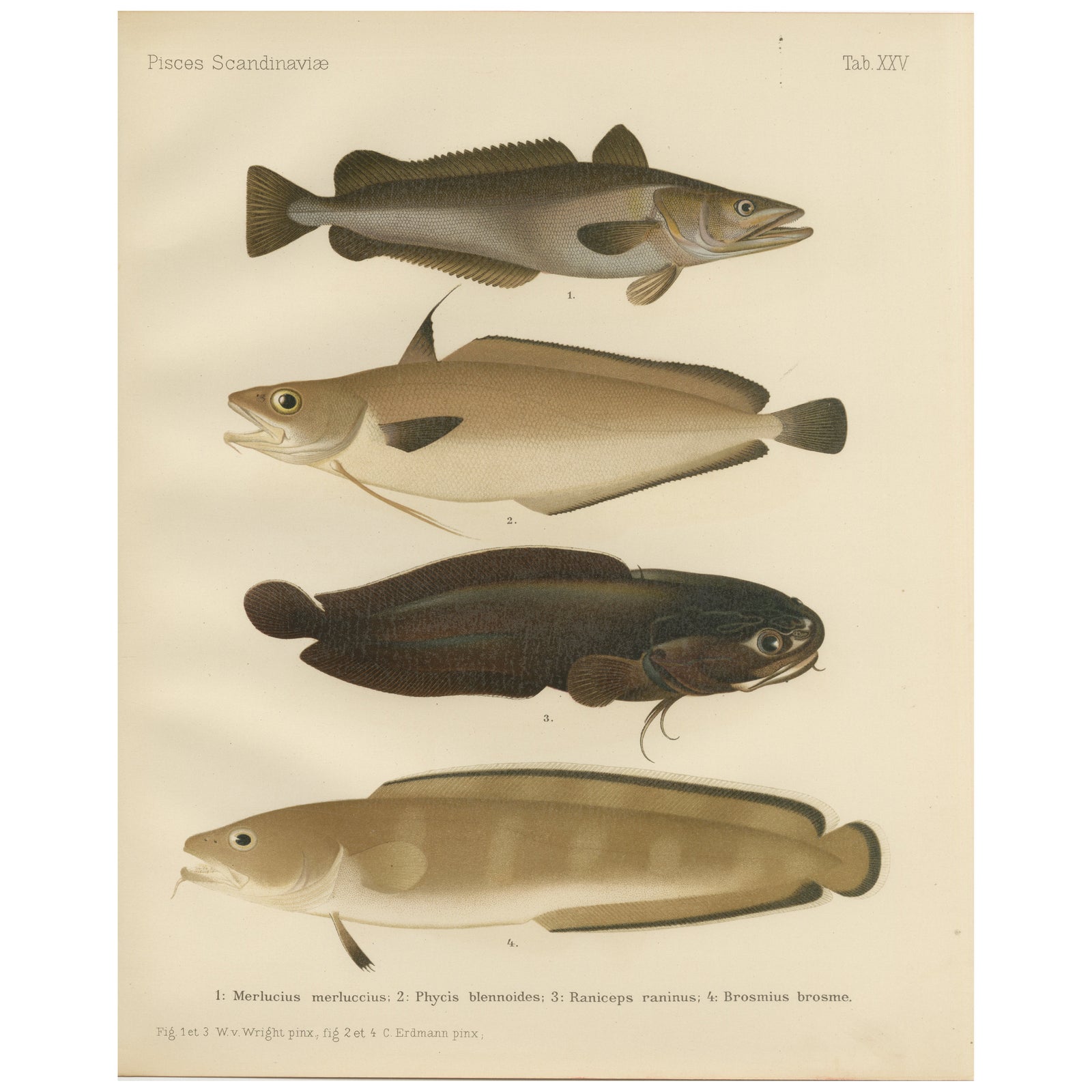 Hake, Blue Ling, Tadpole Fish, and Torsk - Fascinating Fish Lithograph, 1895