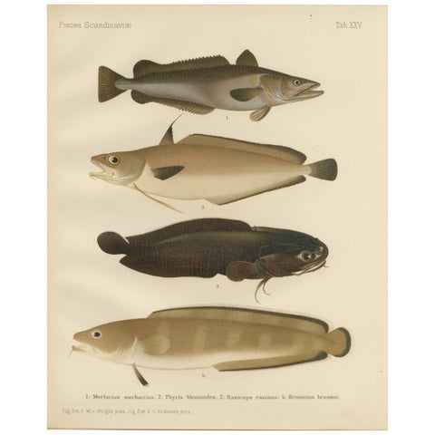 Hake, Blue Ling, Tadpole Fish, and Torsk - Fascinating Fish Lithograph, 1895