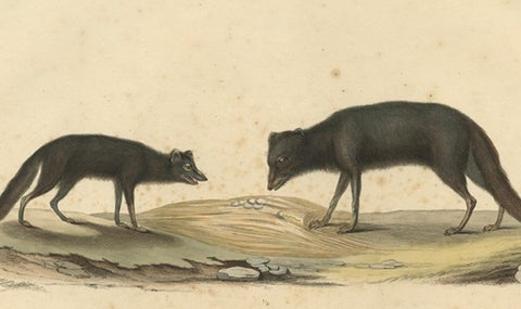 Rare Hand-Colored Engraving of An Artic Fox in Summer Coat, 1842, close-up 2