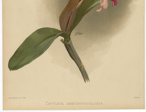 Gorgeous Impressive Large Folio Size Antique Print of an Orchid, 1888, close-up 2