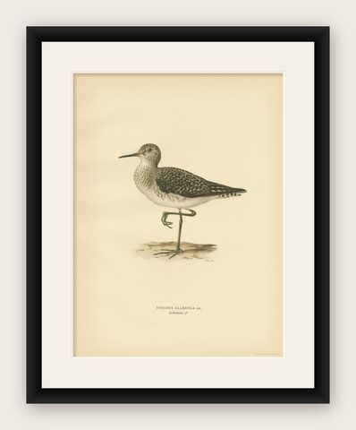 Antique Bird Print of the Wood Sandpiper 'Male' by Von Wright, 1929, shown framed