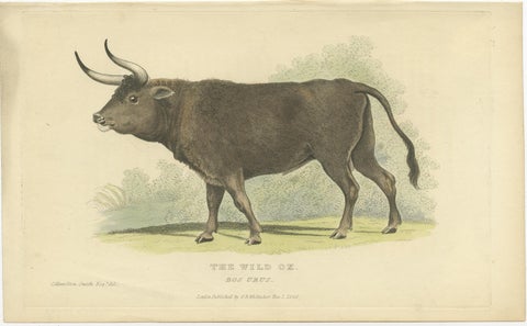 Antique Print with Hand Coloring of a Wild Ox, view 2