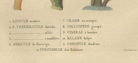 Marine Curiosities: An Assortment of Shells and Sea Life, 1845, close-up 1