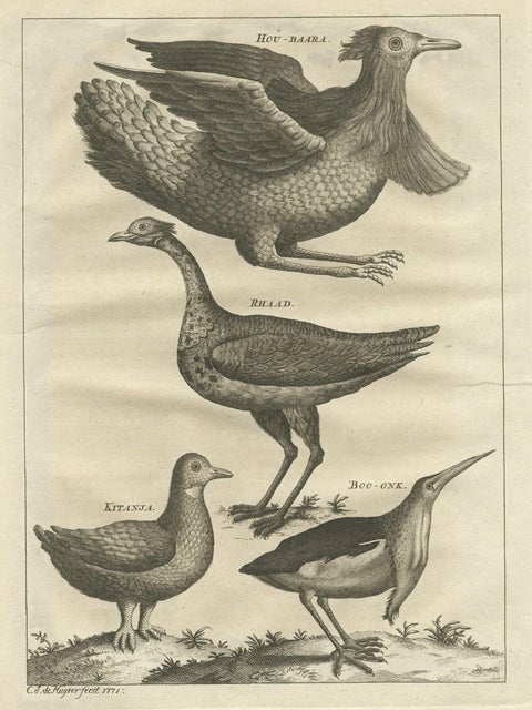 Rare Antique Bird Print of a Houbara, the Arabian Bustard and More, 1773, close-up 1