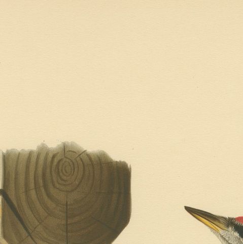 Grey-Headed Woodpecker on Timber Post, Swedish Bird Print, 1929, close-up 6