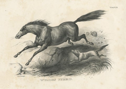 Original Antique Print of a Wild Horse, view 3