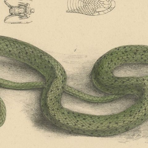 Antique Print of Philothamnus and other Snake Species, close-up 2