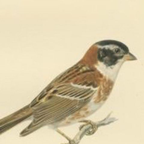 Antique Bird Print of The Rustic Bunting by Von Wright, 1927, close-up 2