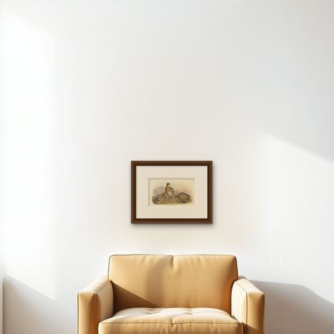 Antique Bird Print of the Indian Button Quail by Hume & Marshall, 1879, shown framed on a wall