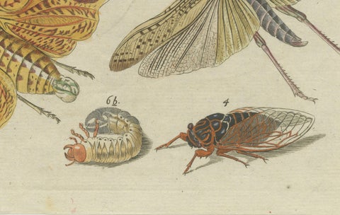 Original Antique Print of Exotic Insects, Lanternfly and Mantis, c. 1790, close-up 3