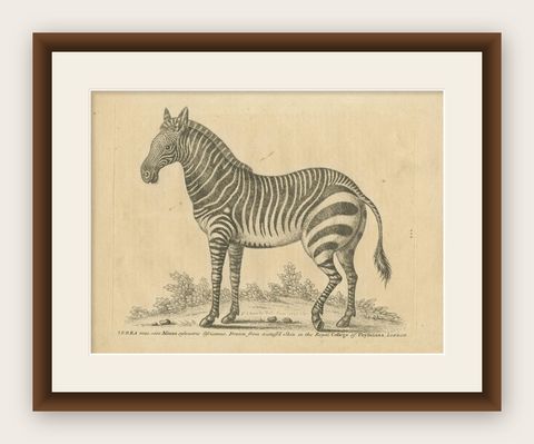 Antique Print of a Male Zebra, '1758', shown framed