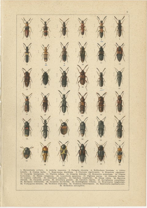 Museum Style Beetle Specimen Plates, Victorian Entomology Prints, Set of 8, view 2