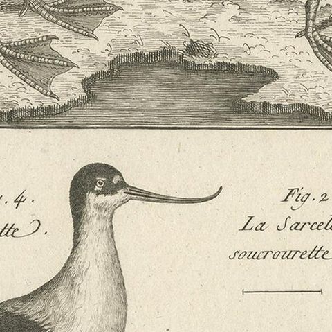 Antique Print of the Avocet Bird and various Ducks by Bonnaterre '1790', close-up 2