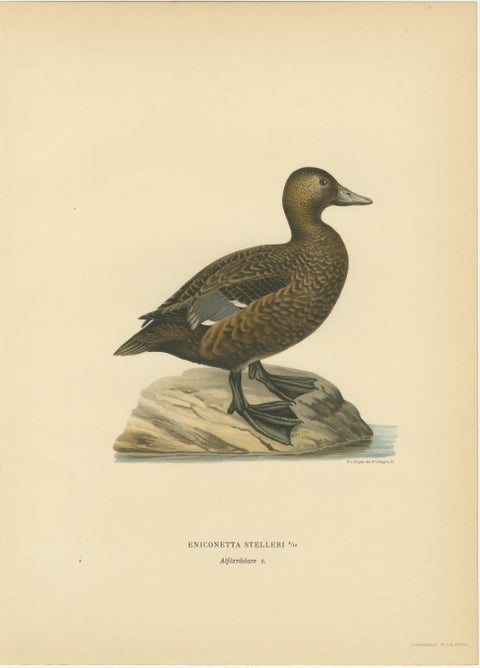 Antique Steller’s Eider Duck Lithographs, Male and Female Pair, Sweden 1929, view 3