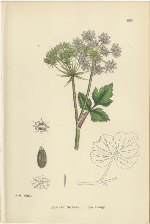 Antique English Botanical Prints, British Wildflowers & Herbs for Interiors, view 5