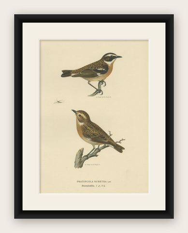 Antique Bird Print of the Male and Female Whinchat, 1927, shown framed