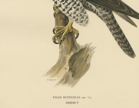 Watchful Hunter: The Gyrfalcon (Falco rusticolus), 1927, close-up 2