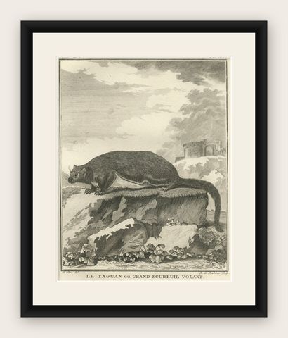 Original Antique Engraving of The Red Giant Flying Squirrel or "Le Taguan", 1766, shown framed