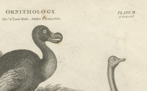 Rare Copperplate Engraving of the Extinct Dodo and an Ostrich, 1805, close-up 3
