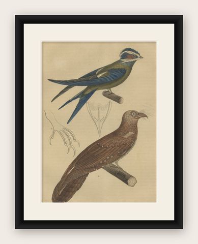 Original Hand-Colored Bird Print of an Oilbird and a Crested Swift, 1845, shown framed