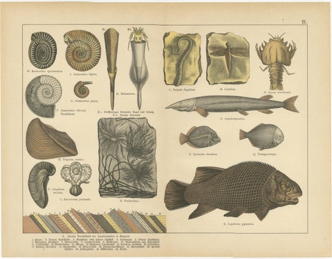 Antique Fossil Plates, Ammonites, Ichthyosaurus, Archaeopteryx, c.1880, view 2