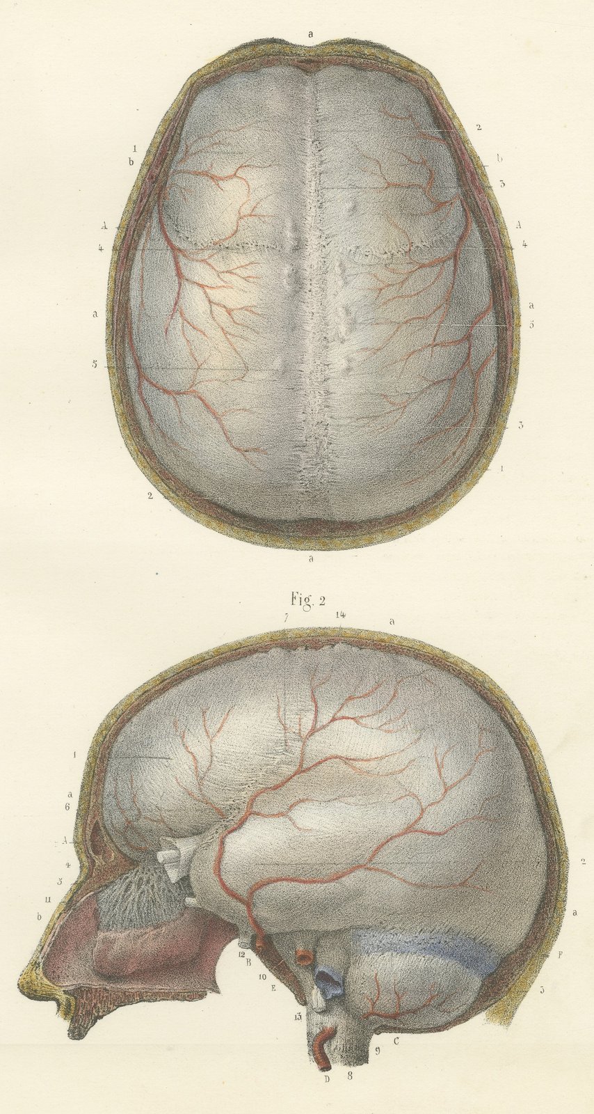 The Dura Mater of the Brain, Antique Hirschfeld Anatomy Print, 1866