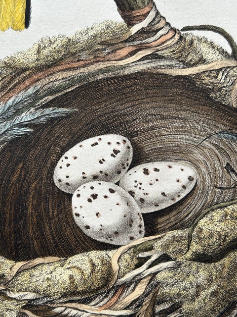 Eurasian Golden Oriole with Nest, Antique Bird Engraving, Nozeman & Sepp 1770, view 5