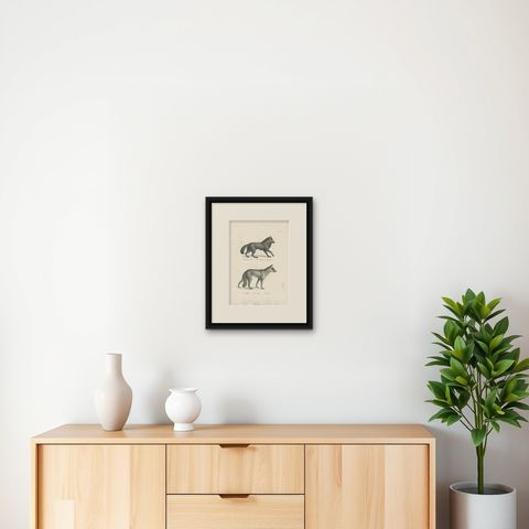 Antique Print of Wolves by Schinz, 'c.1830', shown framed on a wall