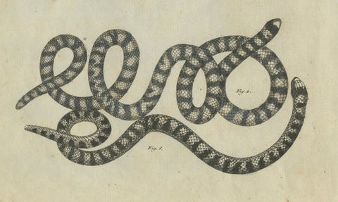 Antique Copperplate Engraving of Serpents and Amphibians, 1805, close-up 1