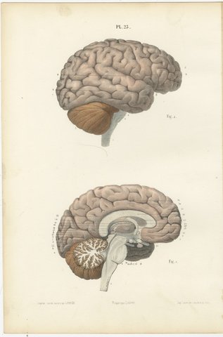 The Brain in Lateral and Median View, Antique Hirschfeld Anatomy Print, 1866, view 2