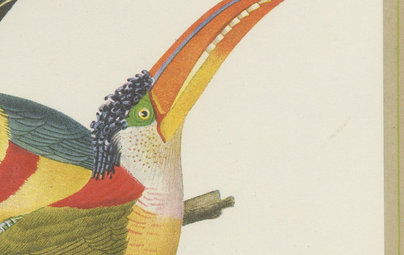 Curl-Crested, Chestnut-Eared Aracaris, Brazilian Bird Print, Descourtilz, 1944, view 4