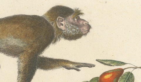 Antique Mandrill & Baboon Lithograph by Karl Joseph Brodtmann, 1816, close-up 4