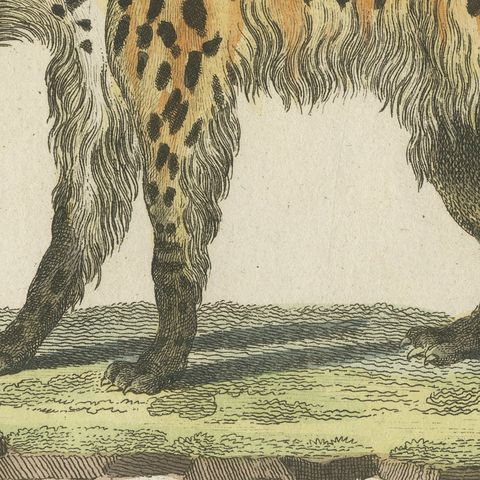 Cross Fox and Spotted Hyena, Antique Bertuch Print, Vienna, circa 1812, close-up 3